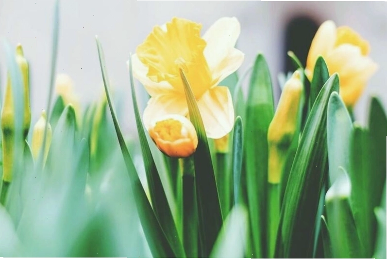 Hình nền hoa tulip với tông màu tươi sáng