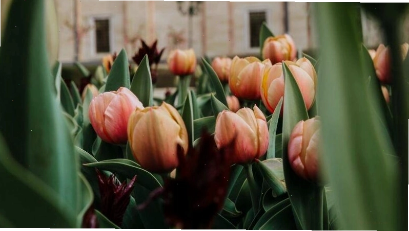 Hình nền hoa tulip với vẻ đẹp tự nhiên