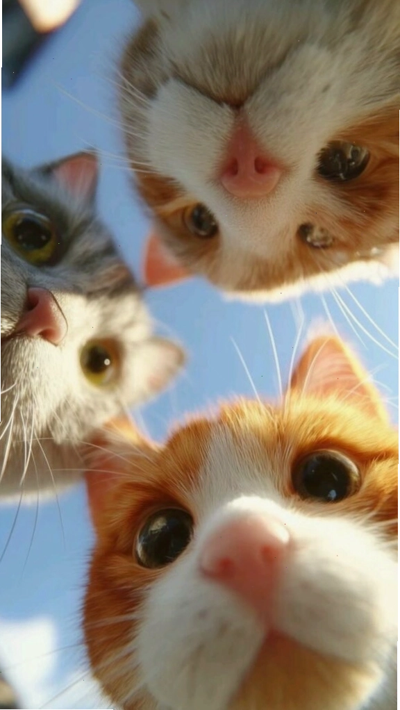 Hình nền mèo cute với góc nhìn đáng yêu về hội mèo trong khung cảnh thiên nhiên