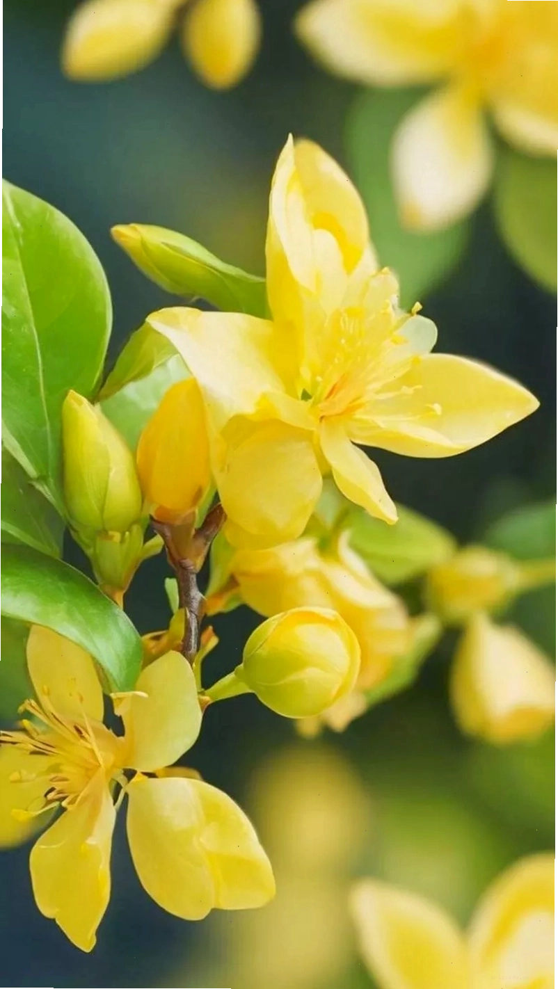 Hoa mai vàng nở rộ trên nền tuyết trắng