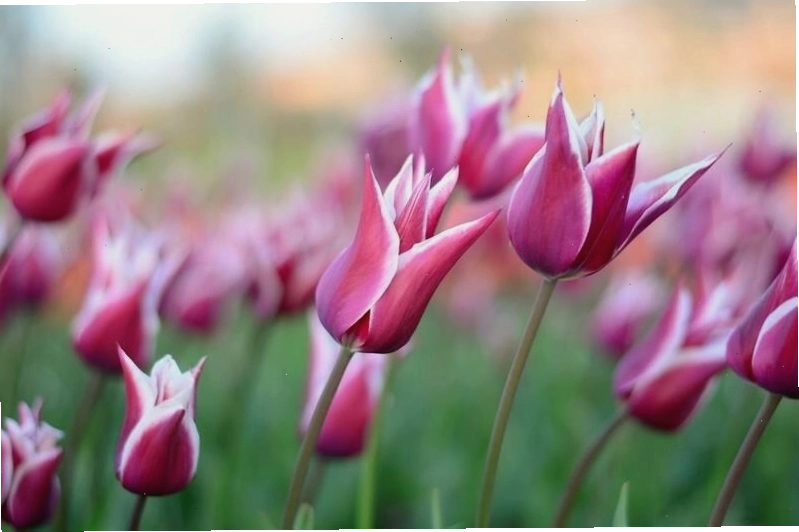 Hoa tulip trong khung cảnh tĩnh lặng
