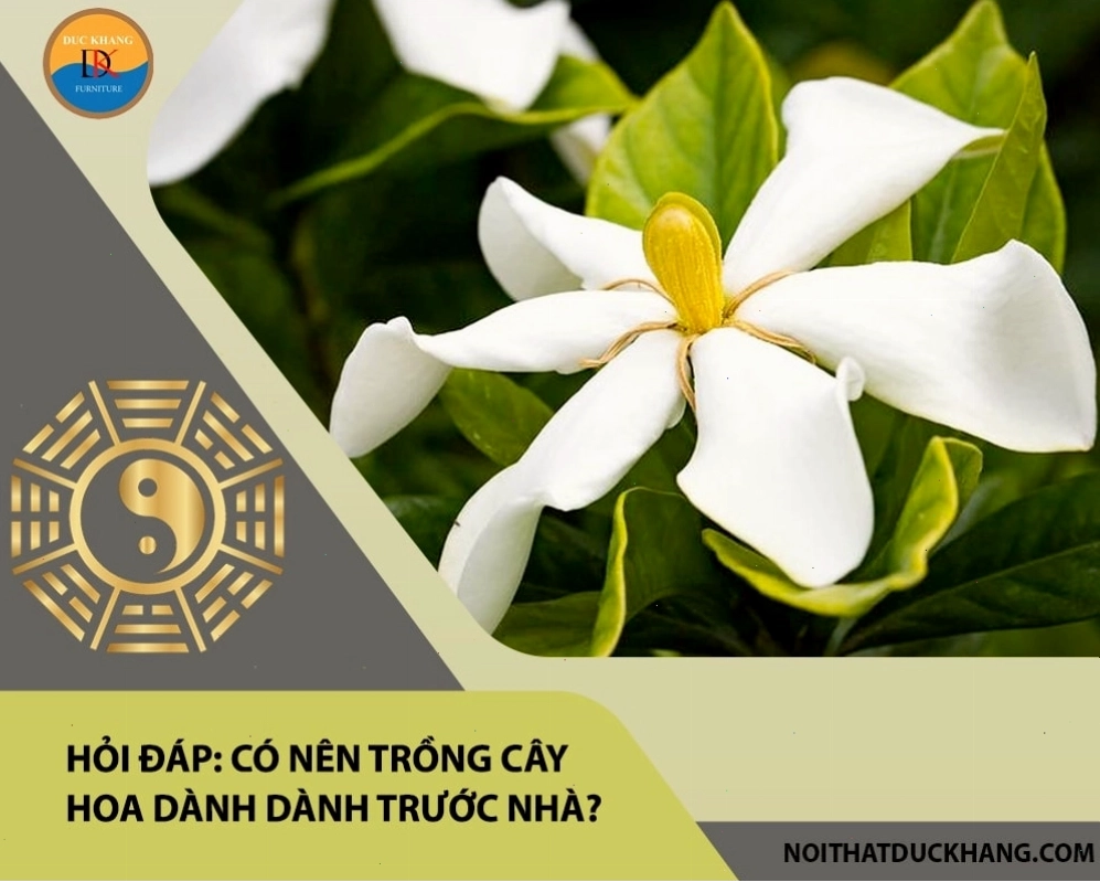 Hỏi đáp: Có nên trồng cây hoa dành dành trước nhà?