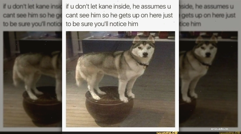 Husky meme mặt ngơ ngác nhưng vẫn chỉ tay