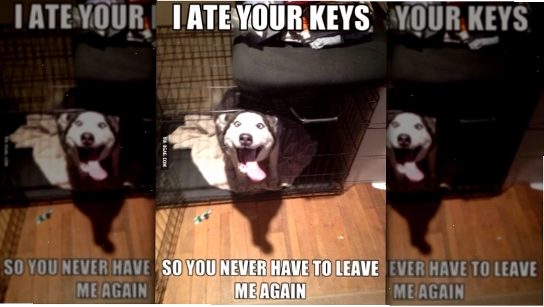 Husky meme mặt ngơ ngác trong chuồng