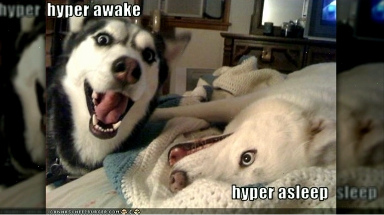 Husky meme với hai trạng thái siêu hài hước