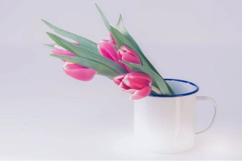 Khung cảnh hoa anh đào nở rộ tạo không gian lãng mạn