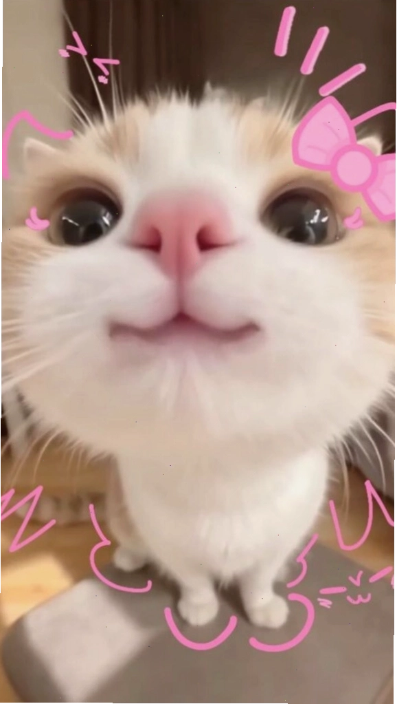 Khuôn mặt mèo zoom cận cảnh siêu cute làm hình nền