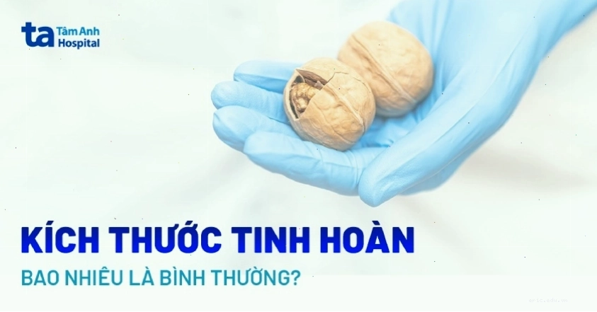 Kích thước tinh hoàn bình thường và các yếu tố ảnh hưởng