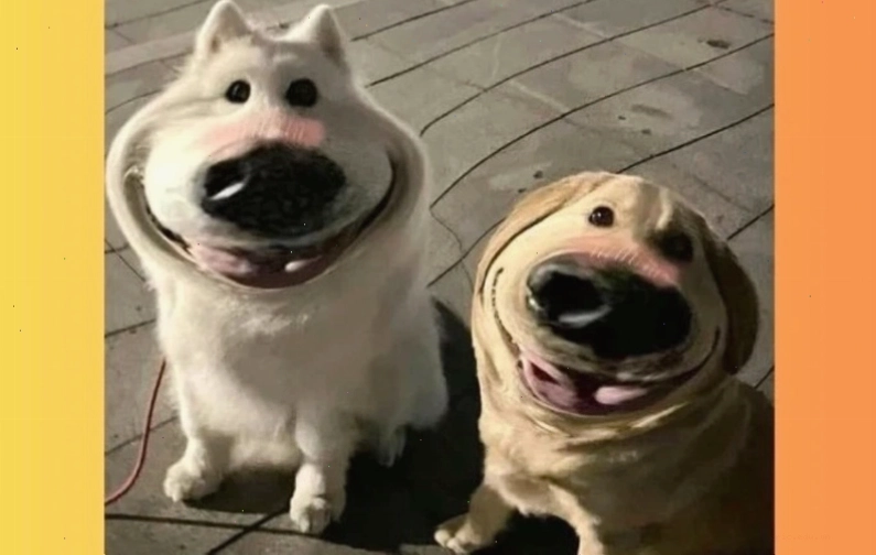 Meme chó cute với ánh mắt long lanh