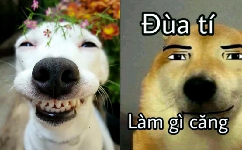 Meme chú chó đẹp trai