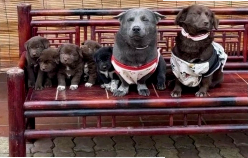 Meme chú chó ngáo đẹp trai