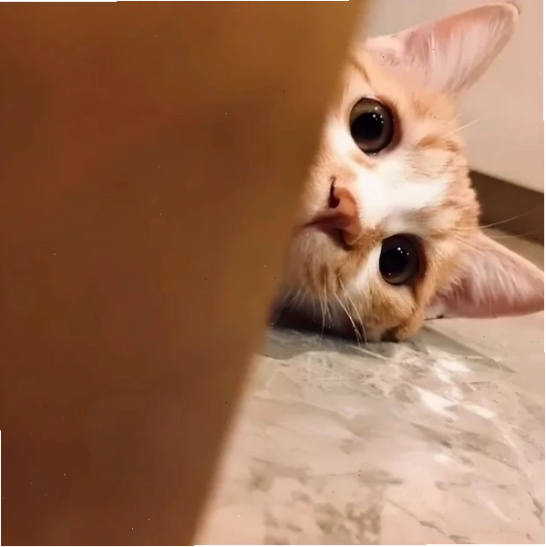Meme chú mèo biểu cảm tò mò khi nghe ngóng chuyện