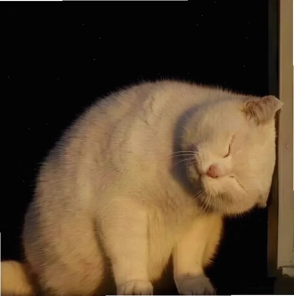 Meme con mèo bị đau đầu