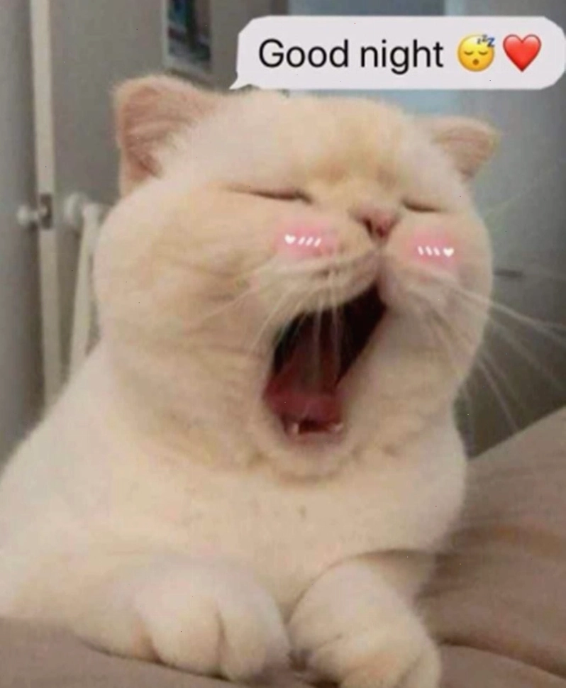 Meme dễ thương về giấc ngủ