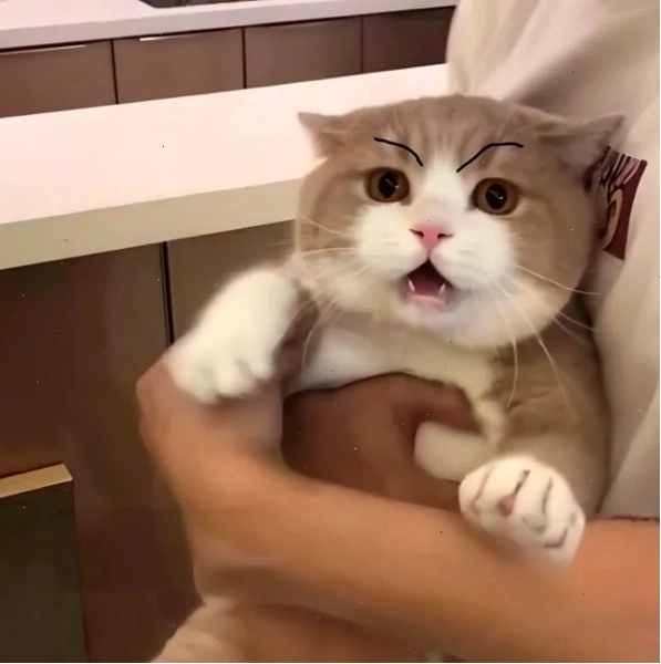 Meme dỗi cute với biểu cảm ngộ nghĩnh