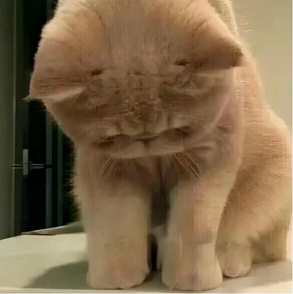 Meme dỗi thể hiện tâm trạng bất mãn nhẹ