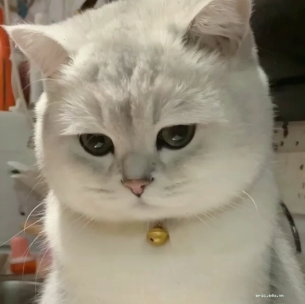 Meme dỗi với tông màu ấm áp