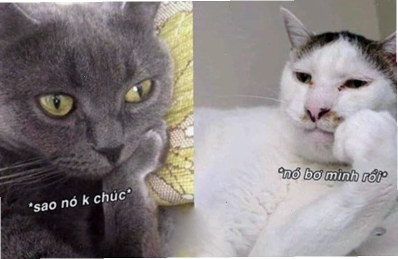 Meme động vật buồn ngủ