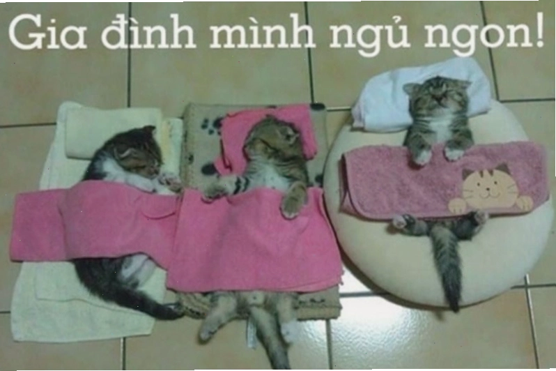 Meme động vật đáng yêu buồn ngủ