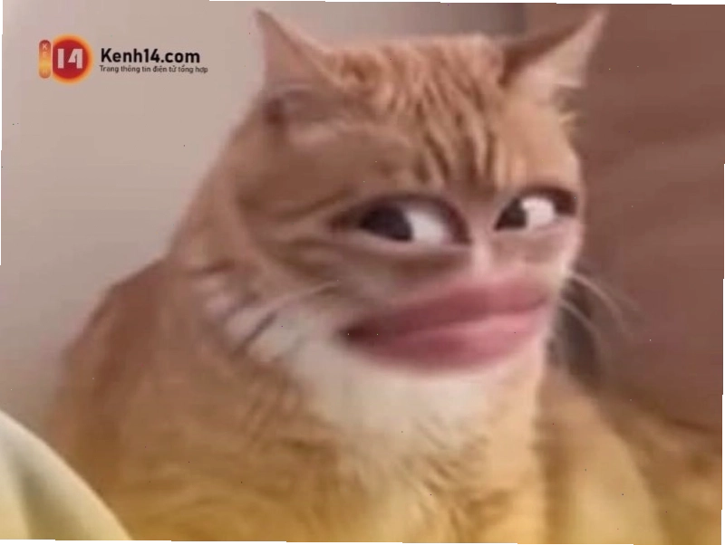 Meme gif slay vui nhộn