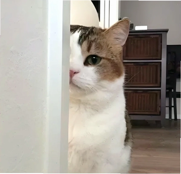 Meme hài hước thể hiện dáng ngồi chờ đợi tin tức