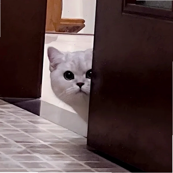 Meme hài hước thể hiện hành động buôn chuyện và hóng hớt