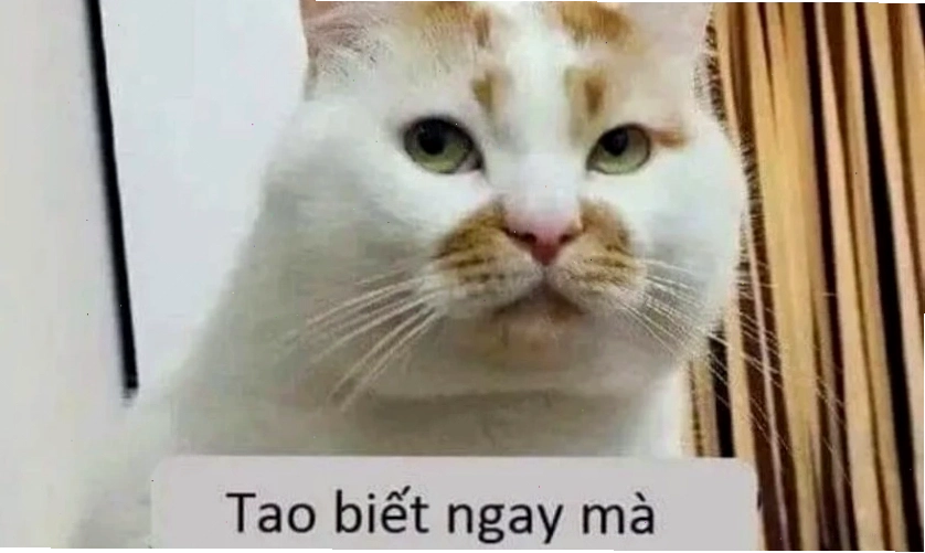 Meme mèo 