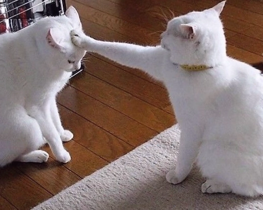 Meme mèo bất ngờ với biểu cảm sốc