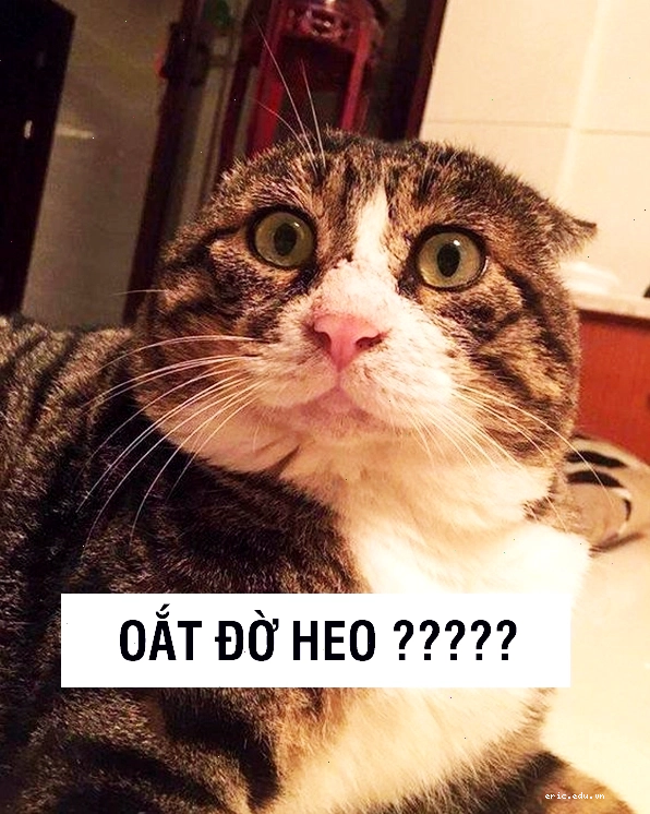 Meme mèo biểu cảm đáng thương nhìn chủ