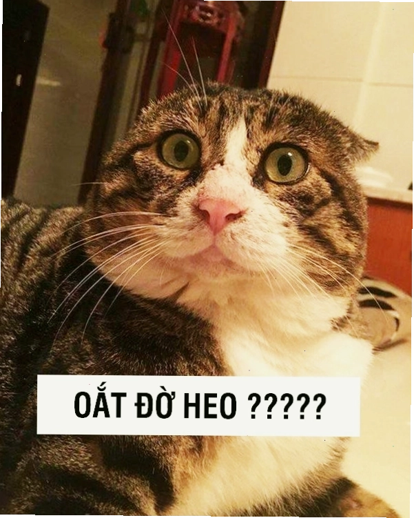 Meme mèo chuối bất ngờ