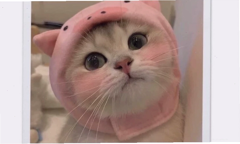 Meme mèo dễ thương với đôi mắt to tròn