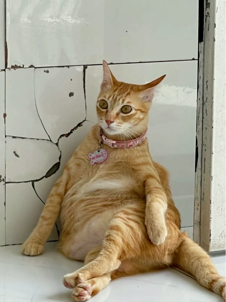 Meme mèo há mồm bất ngờ