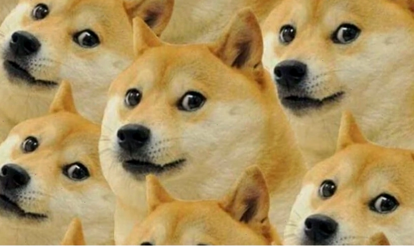 Meme mèo hài hước với góc nhìn độc đáo