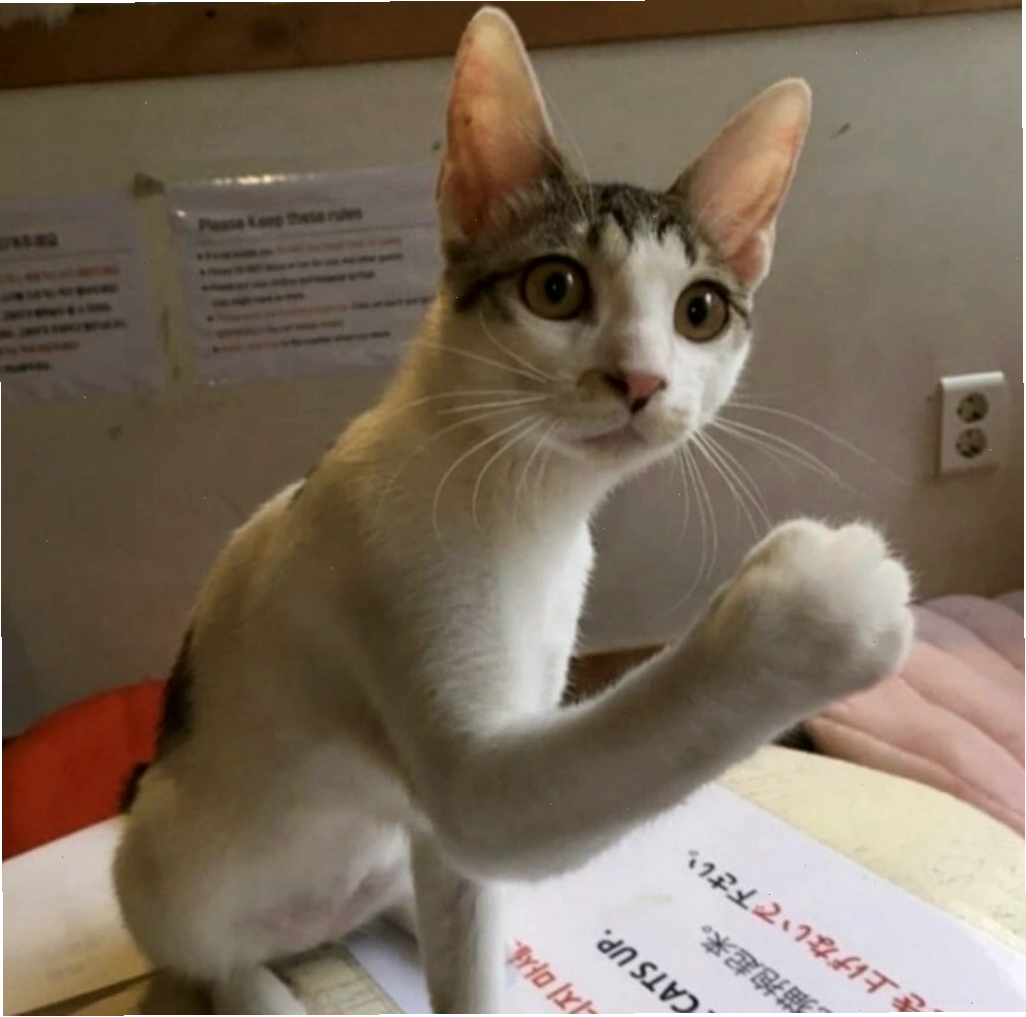 Meme mèo mếu cực cute đòi hỏi sự chú ý