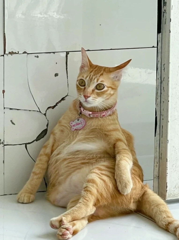 Meme mèo mếu khóc vì không được ăn vặt