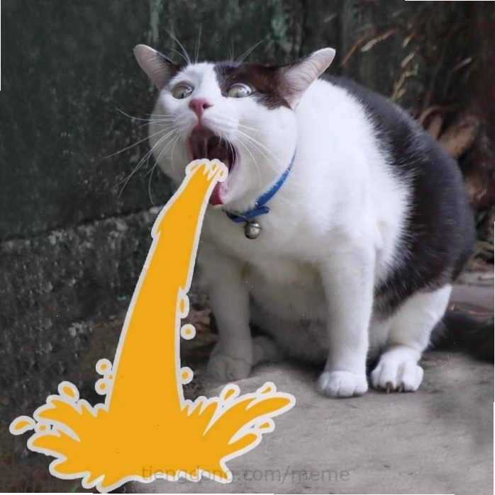 Meme mèo mếu mặt đầy giận dỗi