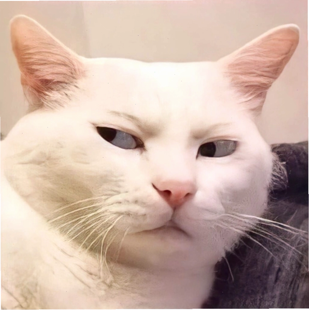 Meme mèo mếu vì bị trêu chọc