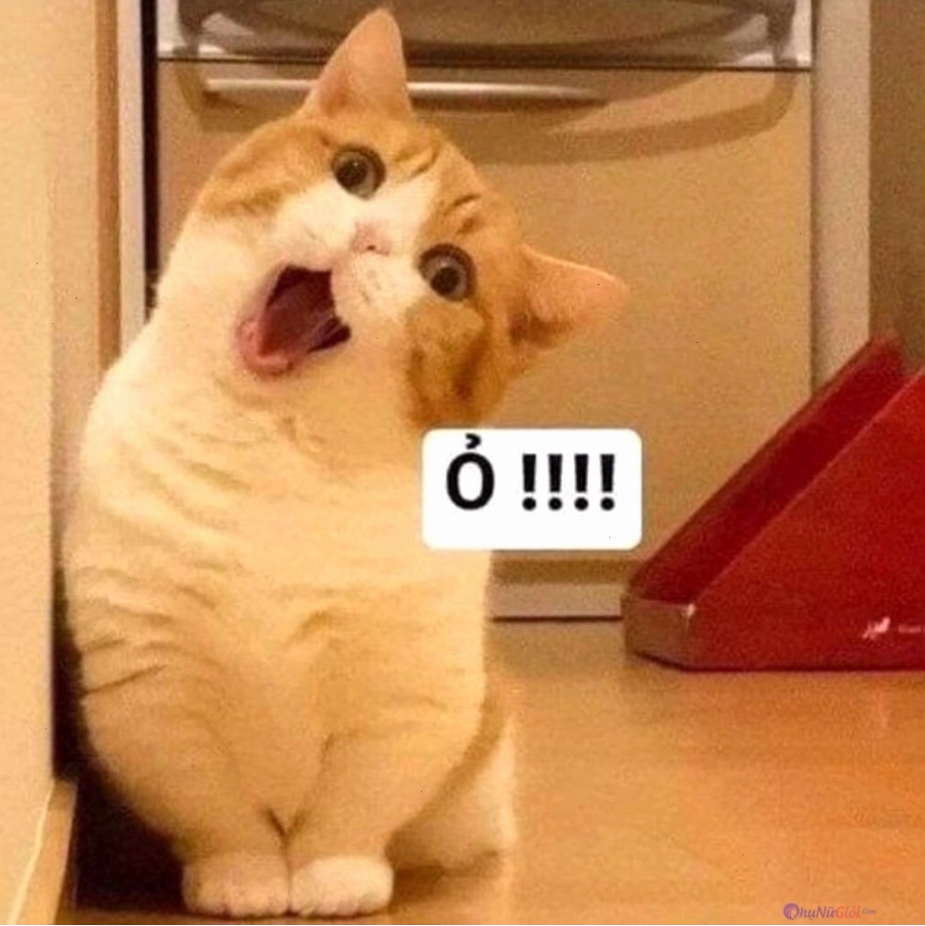 Meme mèo mếu vì không được ngủ chung giường