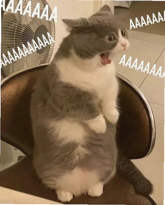 Meme mèo với biểu cảm giận dỗi