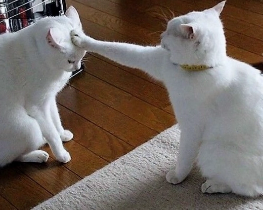 Meme mèo với biểu cảm mếu máo đáng yêu nhìn chủ
