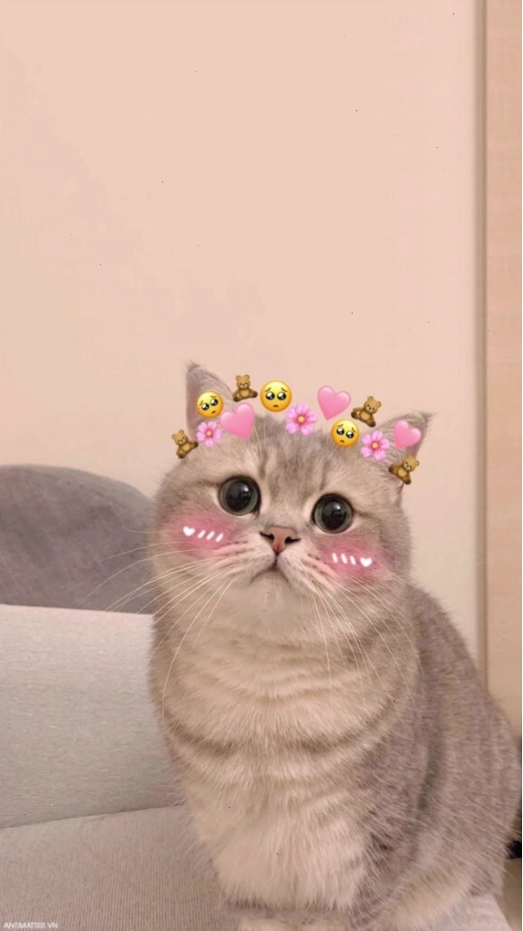 Meme mèo với vẻ mặt mếu máo dễ thương
