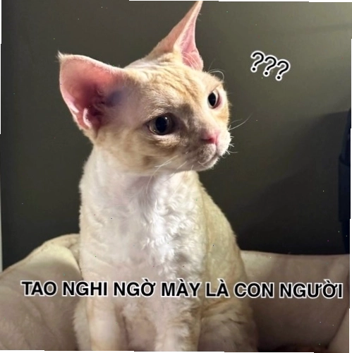 Meme nghi ngờ và câu hỏi tu từ