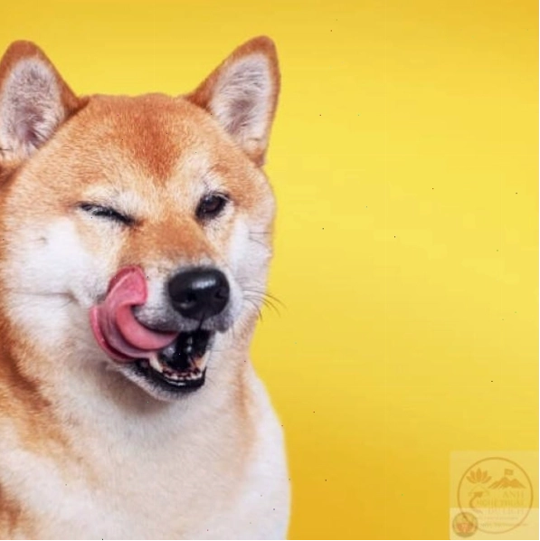 Meme Shiba Inu liếm môi