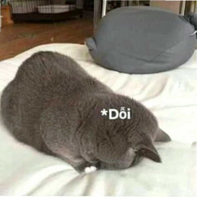 Meme tình yêu động vật thể hiện sự quan tâm
