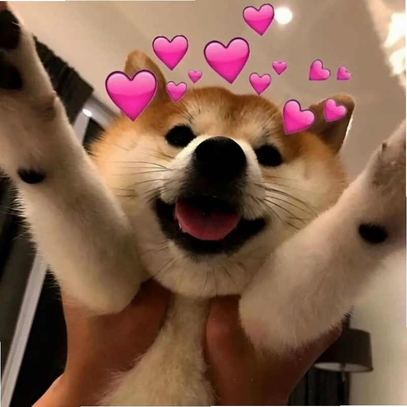 Meme tình yêu về động vật thể hiện sự dễ thương