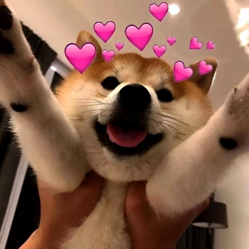 Meme tình yêu về động vật với biểu cảm dễ thương