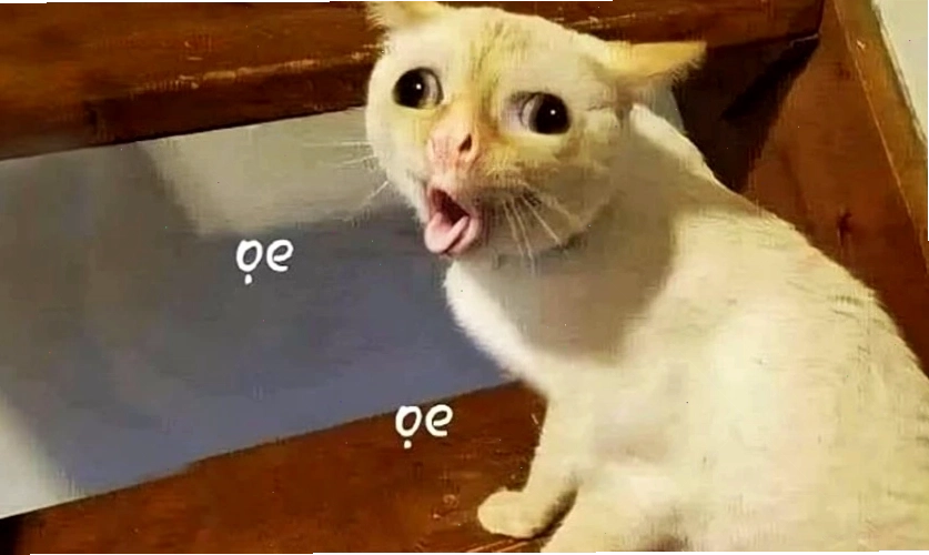Mèo 