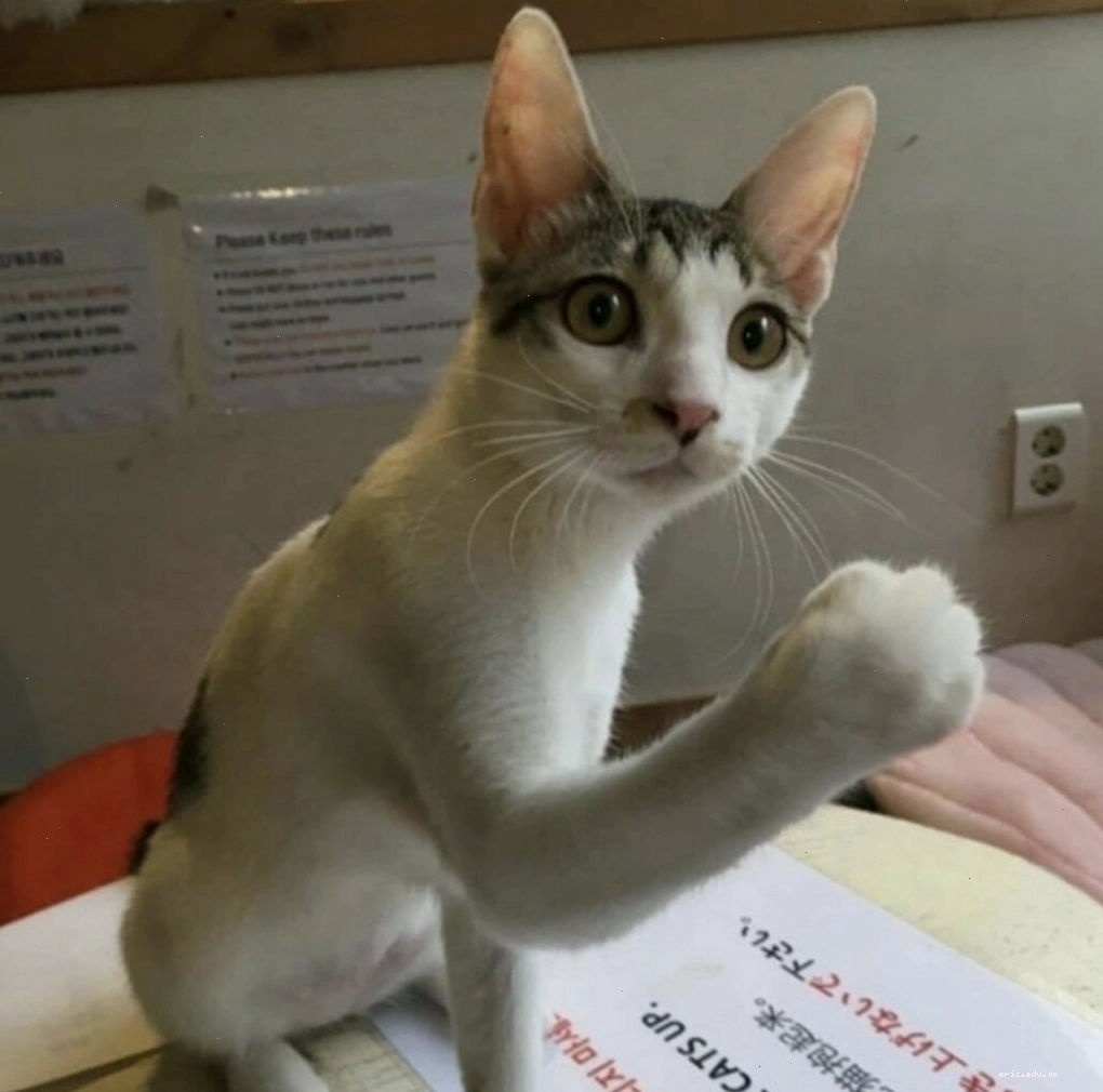 Mèo biểu cảm hài hước bất ngờ