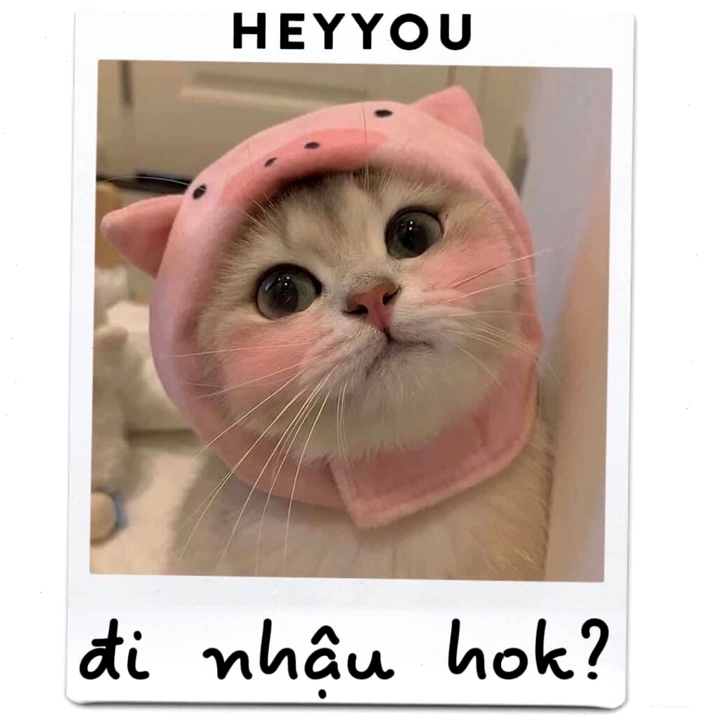 Mèo con với vẻ mặt tinh nghịch