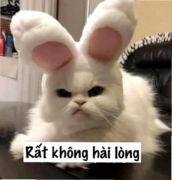 Mèo đang thể hiện sự bất mãn